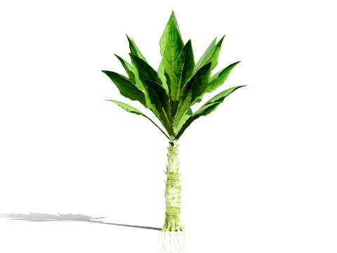 North American Celtuce Plant Collection 3D Model