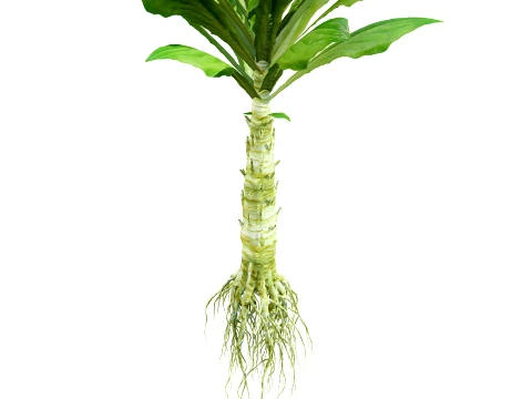North American Celtuce Plant Collection 3D Model