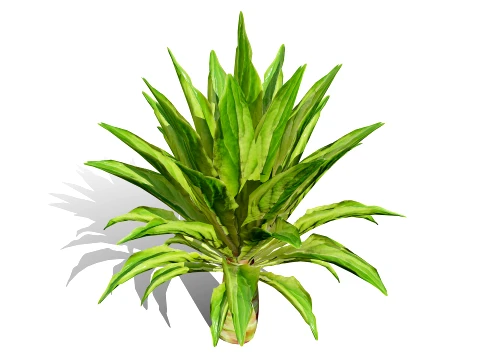 North American Celtuce Plant Collection 3D Model