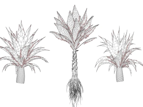 North American Celtuce Plant Collection 3D Model
