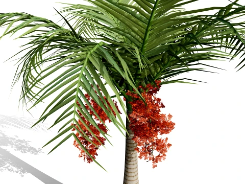 North American Buccaneer Palm 3D Model