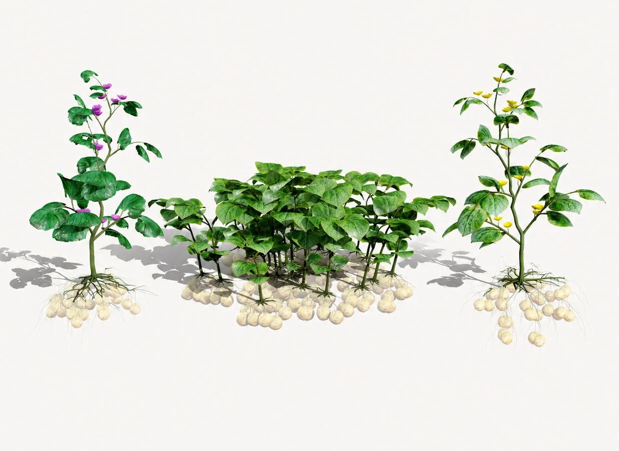 Ullucus Tuberosus Vegetable Plants 3D Model .c4d .max .obj .3ds .fbx .stl .blend 