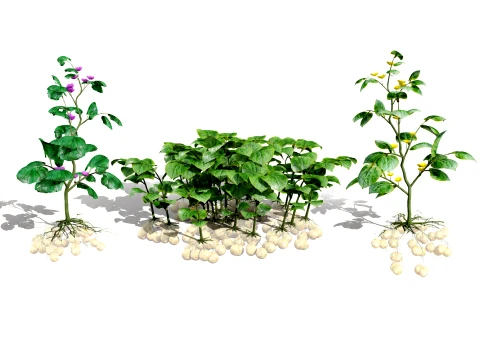 Ullucus Tuberosus Vegetable Plants 3D Model