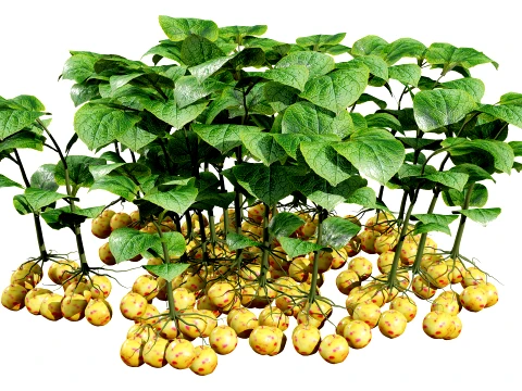 Ullucus Tuberosus Vegetable Plants 3D Model