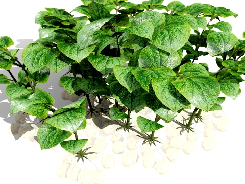 Ullucus Tuberosus Vegetable Plants 3D Model