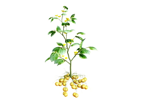 Ullucus Tuberosus Vegetable Plants 3D Model