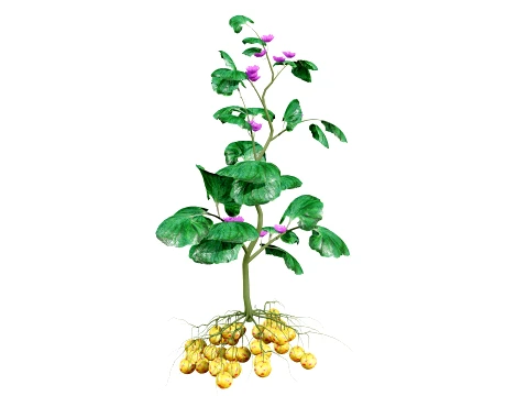 Ullucus Tuberosus Vegetable Plants 3D Model