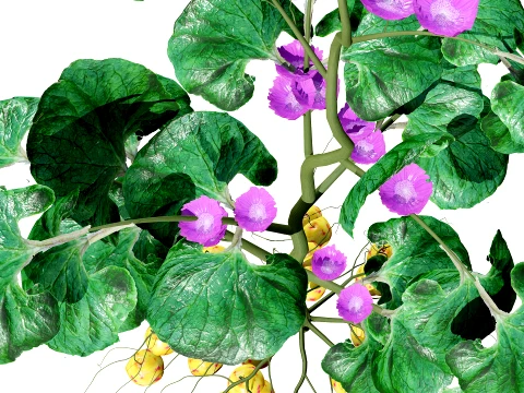 Ullucus Tuberosus Vegetable Plants 3D Model