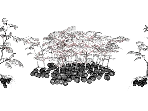 Ullucus Tuberosus Vegetable Plants 3D Model