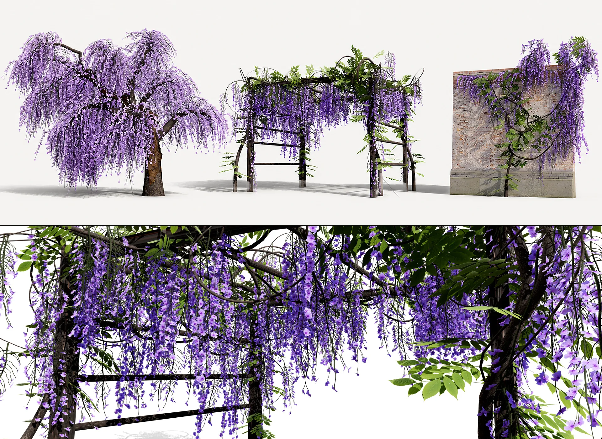 Japanese Wisteria Tree Pack 3D Model .c4d .max .obj .3ds .fbx .stl .blend