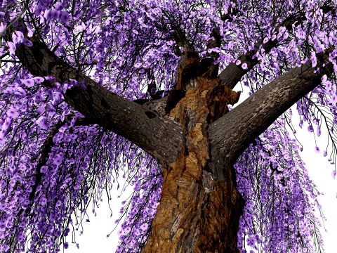 Japanese Wisteria Tree Pack 3D Model