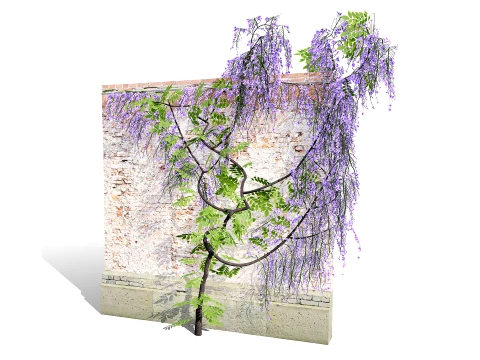 Japanese Wisteria Tree Pack 3D Model