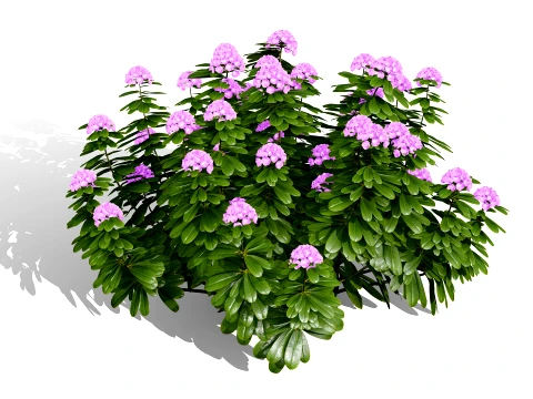 Japanese Garden Plants Collection 02 3D Model