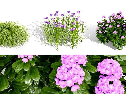 Japanese Garden Plants Collection 02 3D Model
