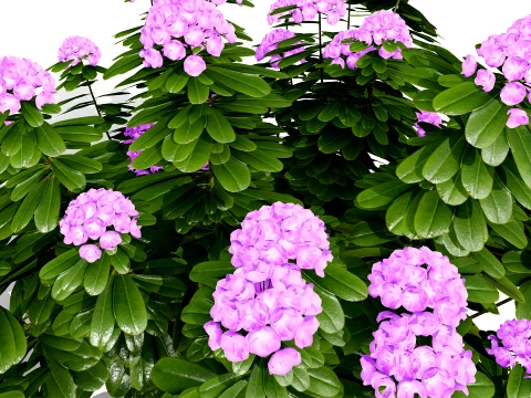 Japanese Garden Plants Collection 02 3D Model