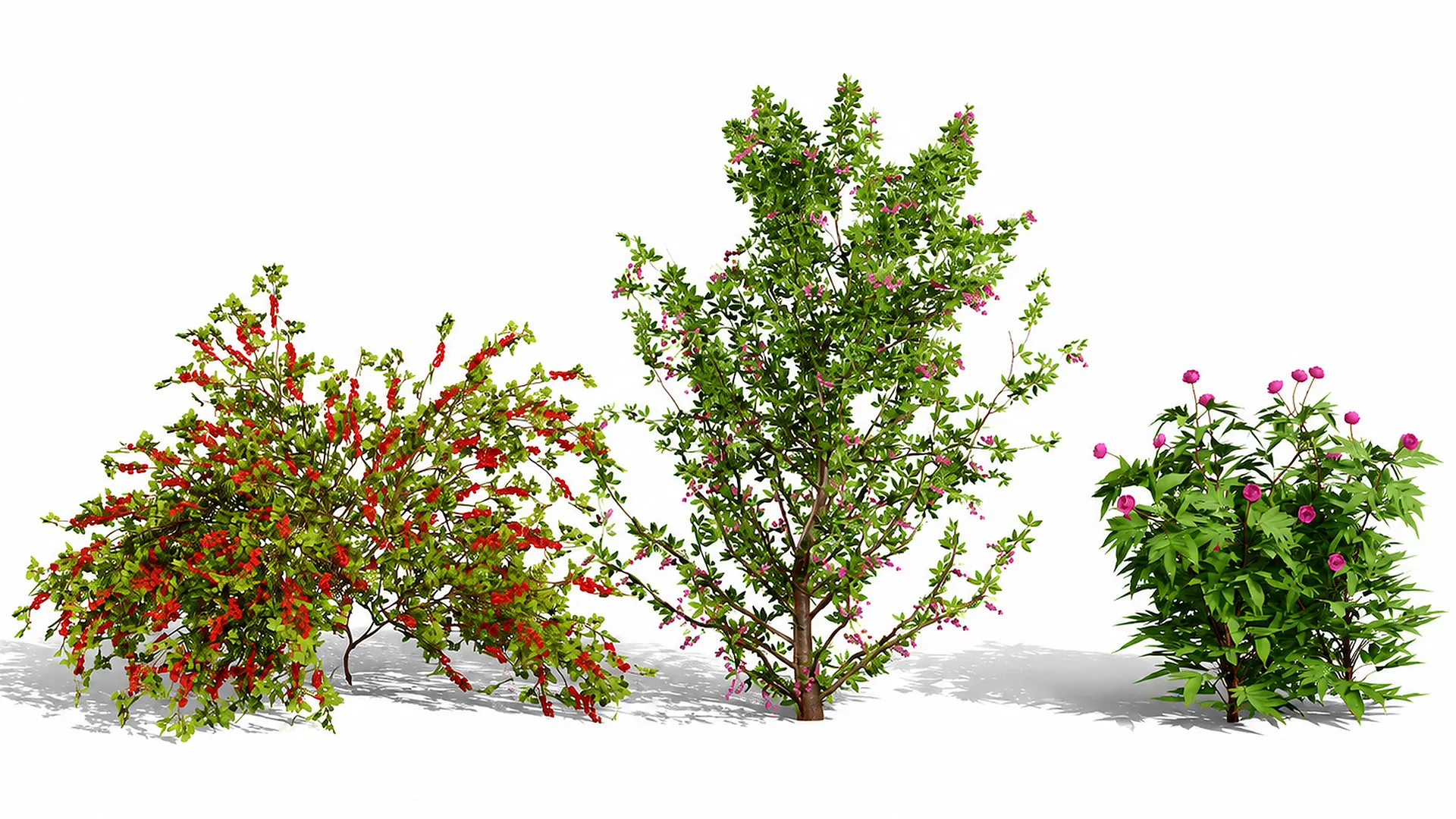 Japanese Garden Plants 03 3D Model .c4d .max .obj .3ds .fbx .stl .blend 