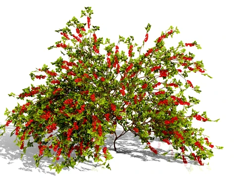 Japanese Garden Plants 03 3D Model
