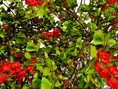 Japanese Garden Plants 03 3D Model