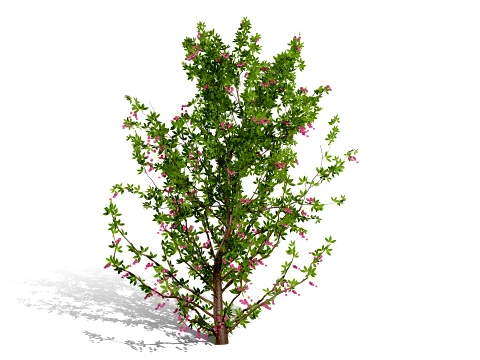 Japanese Garden Plants 03 3D Model