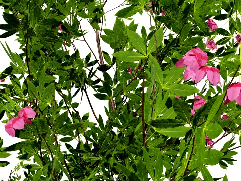 Japanese Garden Plants 03 3D Model