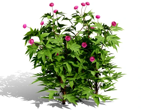 Japanese Garden Plants 03 3D Model
