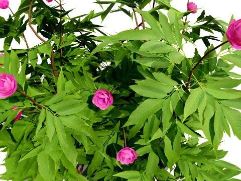 Japanese Garden Plants 03 3D Model
