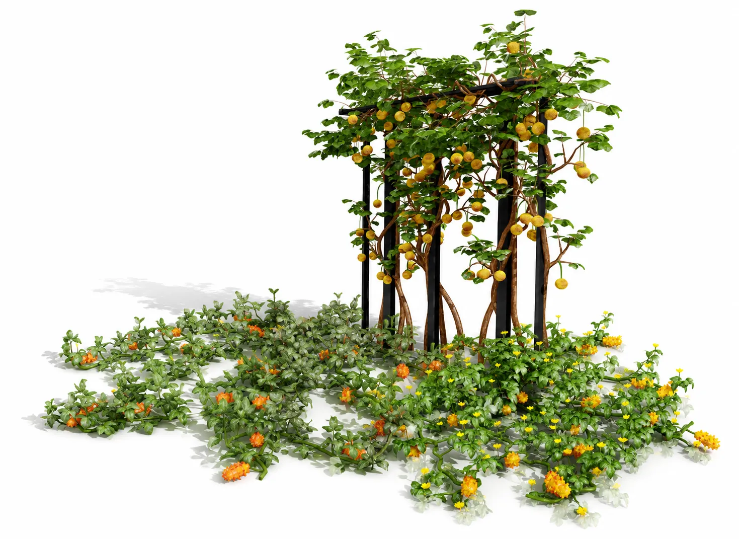 Kiwano Klant Fruit Vegtable Plants 3D Model .c4d .max .obj .3ds .fbx .stl .blend 