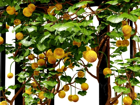 Kiwano Klant Fruit Vegtable Plants 3D Model