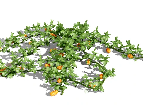 Kiwano Klant Fruit Vegtable Plants 3D Model