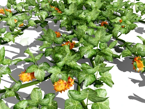 Kiwano Klant Fruit Vegtable Plants 3D Model