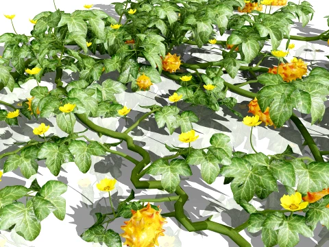 Kiwano Klant Fruit Vegtable Plants 3D Model
