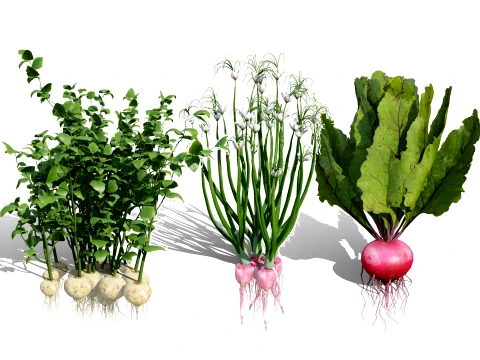 Rare Vegetable plants 02 3D Model