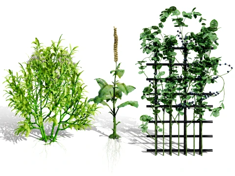 Rare Vegetable Plants Pack 03 3D Model