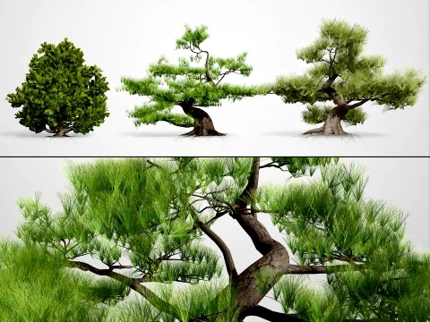 Japanese Black Pine Tree pack Modelo 3D