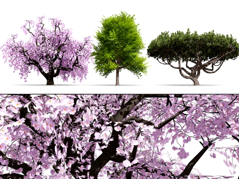 Japanese Ornamental Trees Pack 3D Model