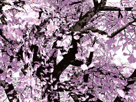 Japanese Ornamental Trees Pack 3D Model
