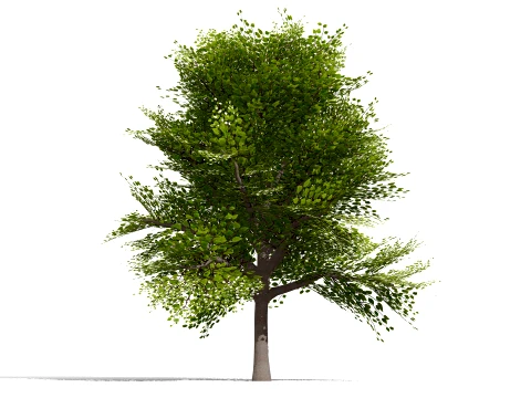 Japanese Ornamental Trees Pack 3D Model