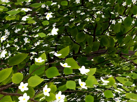 Japanese Ornamental Trees Pack 3D Model