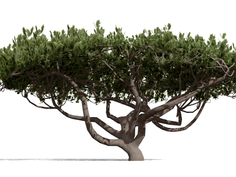Japanese Ornamental Trees Pack 3D Model