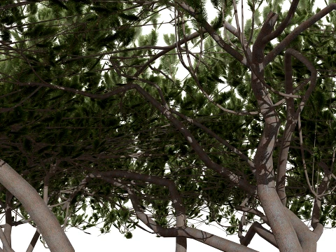 Japanese Ornamental Trees Pack 3D Model