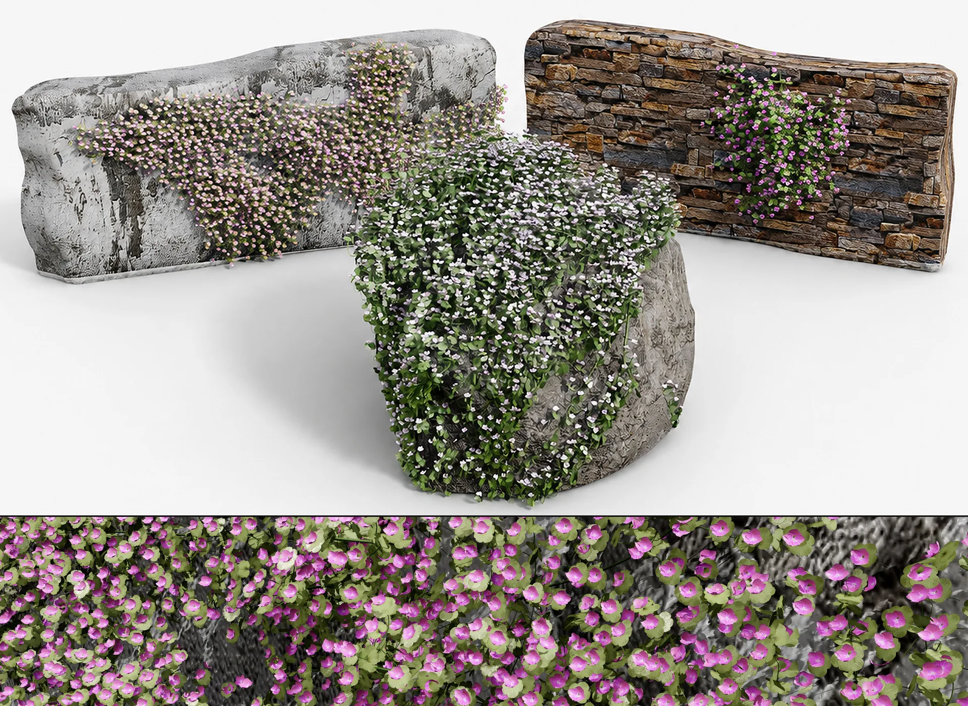 Ivy-Leaved Toadflax Pack 3D Model .c4d .max .obj .3ds .fbx .stl .blend