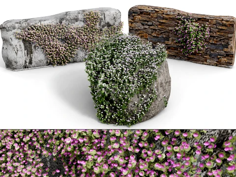 Ivy-Leaved Toadflax Pack 3D 模型