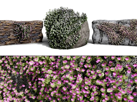 Ivy-Leaved Toadflax Pack 3D Model