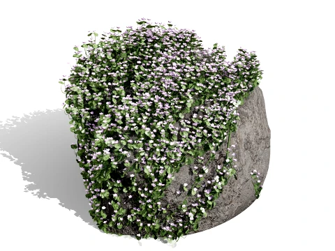 Ivy-Leaved Toadflax Pack 3D Model