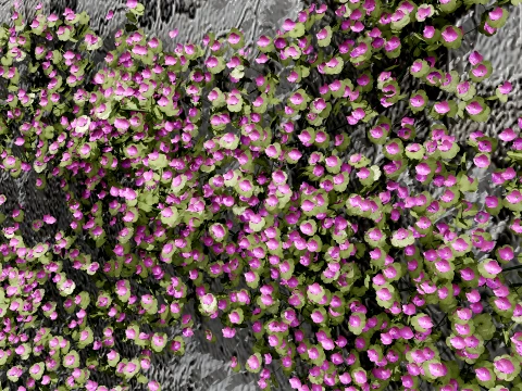 Ivy-Leaved Toadflax Pack 3D Model