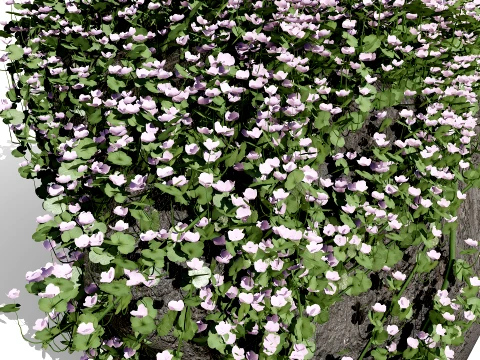 Ivy-Leaved Toadflax Pack 3D Model