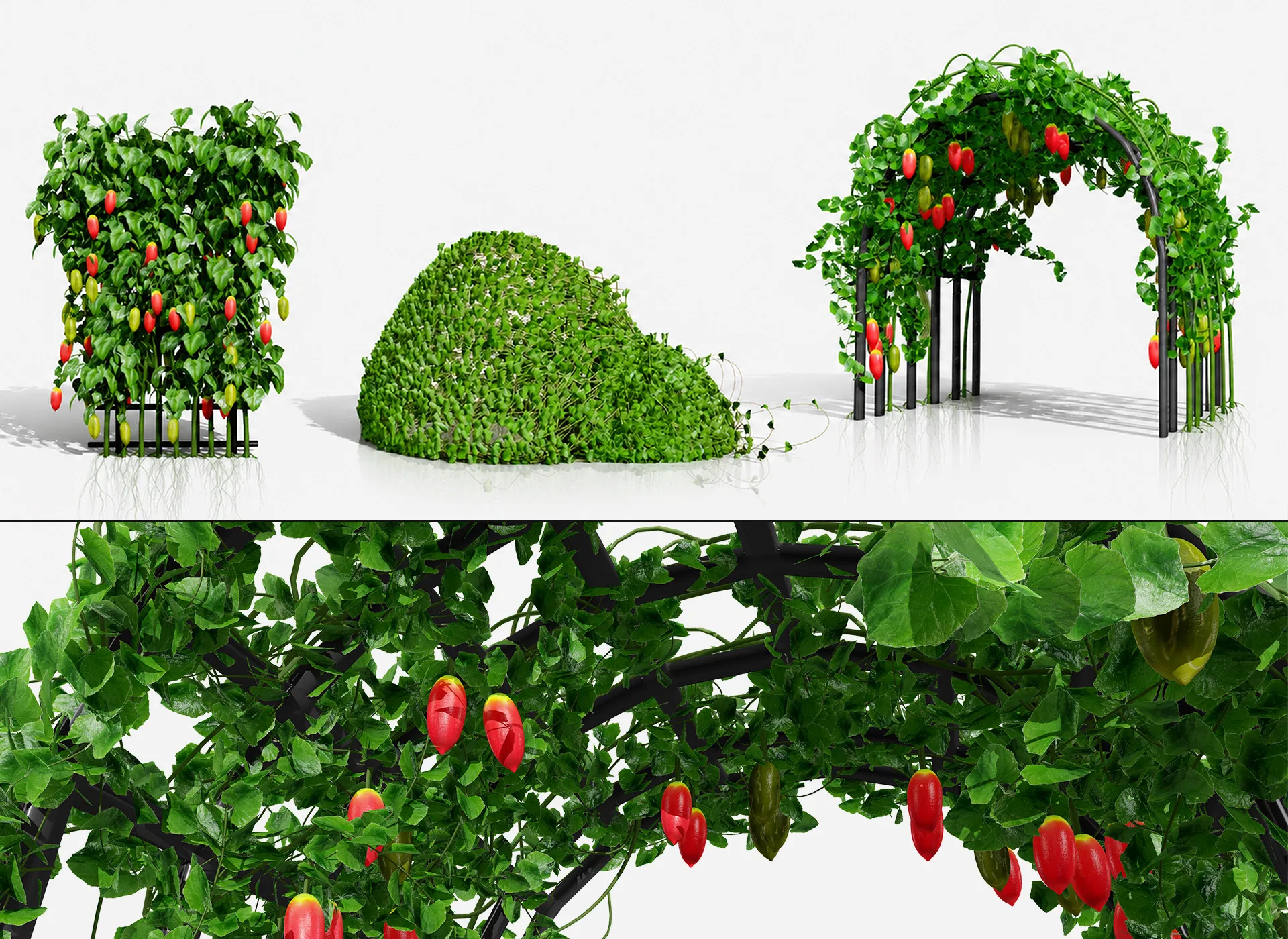 Ivy Gourd Coccinia grandis vegetables 3D Model .c4d .max .obj .3ds .fbx .stl .blend 