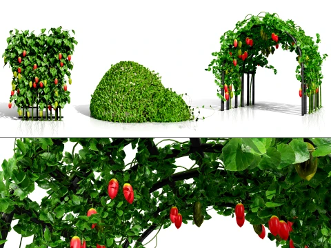 Ivy Gourd Coccinia grandis vegetables 3D Modell