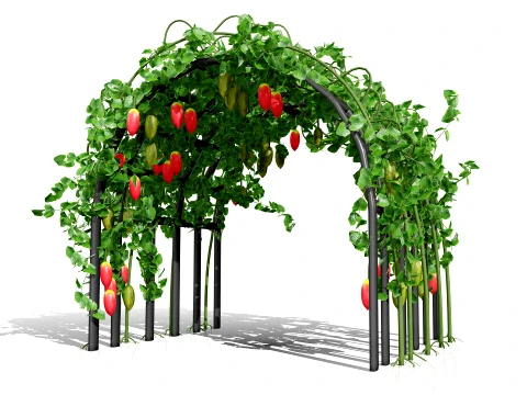 Ivy Gourd Coccinia grandis vegetables 3D Model
