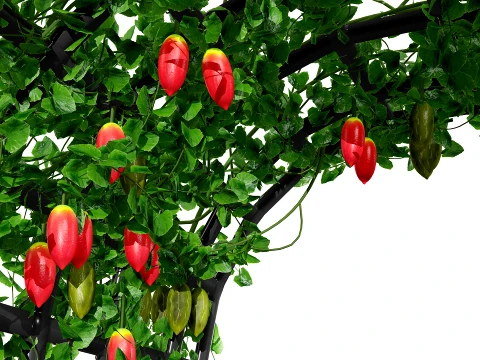 Ivy Gourd Coccinia grandis vegetables 3D Model